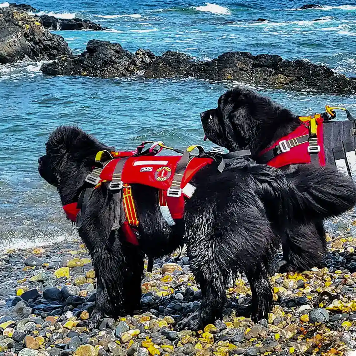 Training of Assistance / Therapy Dogs